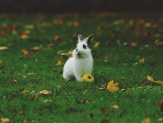 Animaux de compagnie