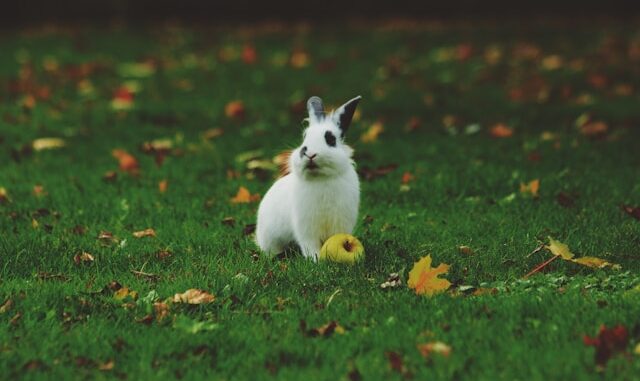 Animaux de compagnie